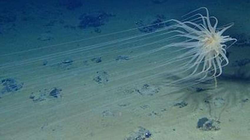 Жизнь обнаружили там, где царит вечная тьма: океан скрывал это открытие на глубине почти 10 километров