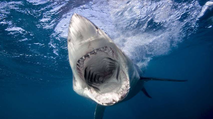 Нападение акулы в Египте: гиду, сопровождавшего украинцев, ампутировали ногу