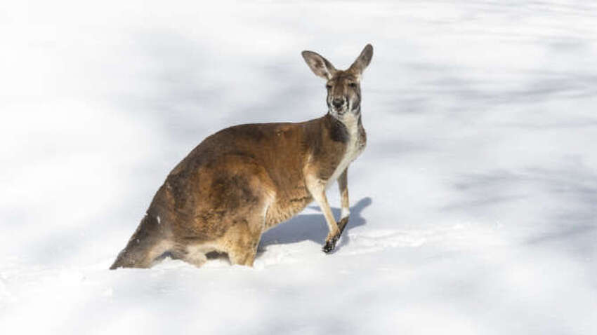 Австралию засыпало снегом: десятки тысяч домов без света, кенгуру вязнут в сугробах