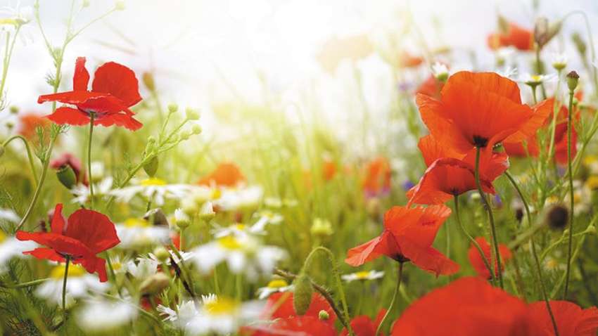 Від піци до бурбона: як різні країни святкують 14 червня Від піци до бурбона: як різні країни святкують 14 червня