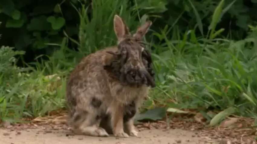 Зараженных кроликов-франкенштейнов с "щупальцами" на головах заметили в США (ФОТО)