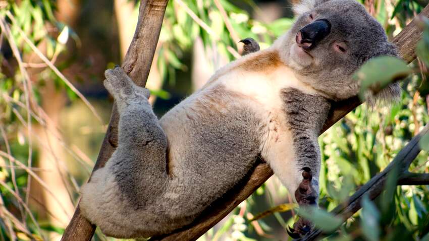 Топ-5 животных, которые придерживаются строгой диеты