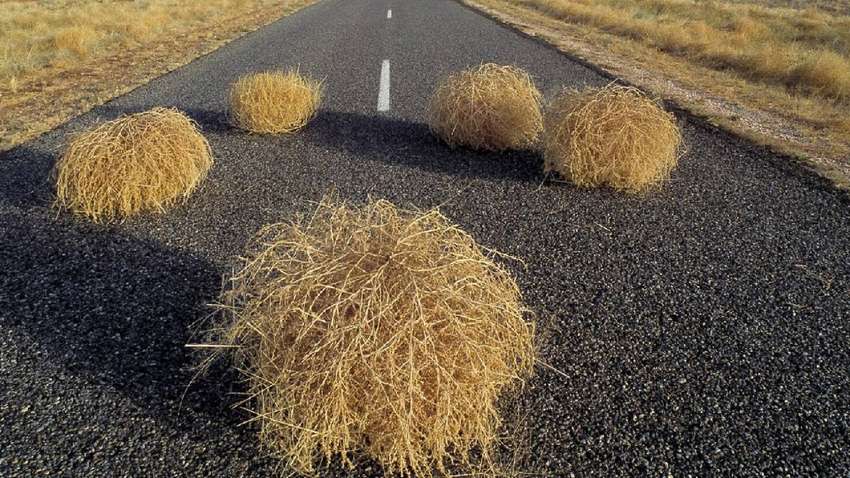 ВИДЕОФАКТ: перекати-поле атаковало водителей