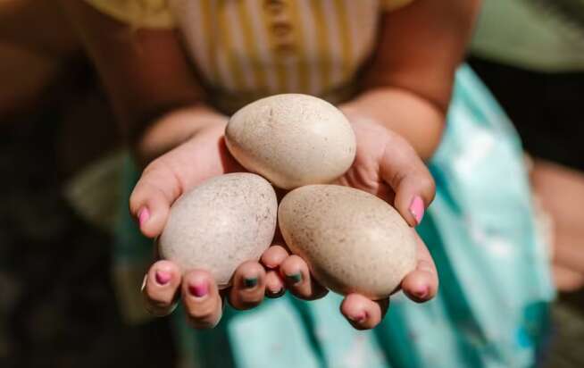 Во Франции возник скандал из-за украинских яиц: что известно Во Франции возник скандал из-за украинских яиц: что известно