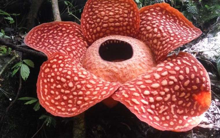 В Індонезії розцвіла найбільша квітка у світі 