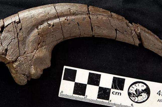 Ученые нашли останки неизвестного динозавра