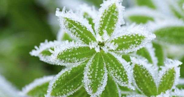 В нескольких областях Украины ожидаются заморозки: объявлен повышенный уровень опасности