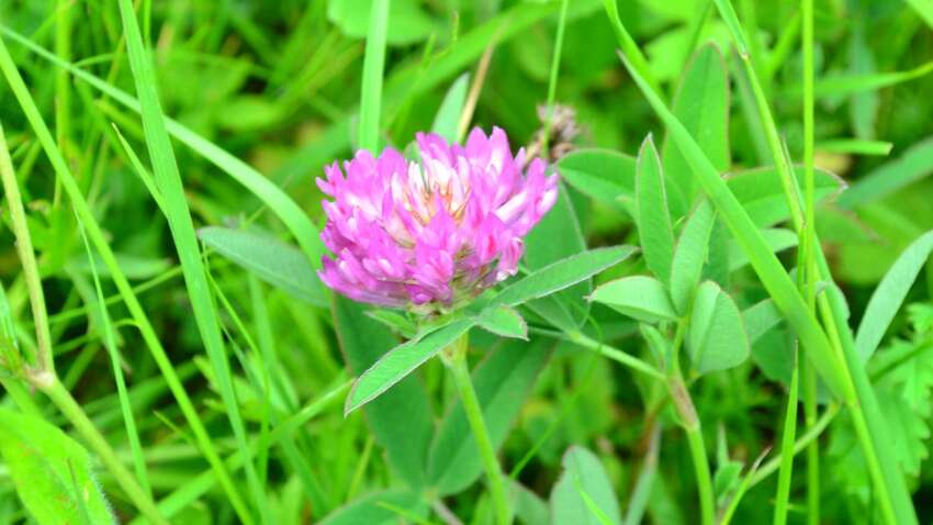 Этот цветочный чай станет очень полезным для нашего сердца и кожи. 