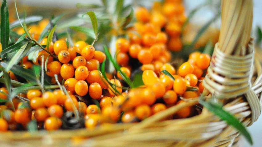 Ягода здоровья: чем полезна облепиха и как ее употреблять