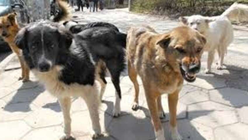 Як захистити собаку від безпритульних тварин під час прогулянки: поради кінологів і реальний алгоритм дій у разі нападу зграї