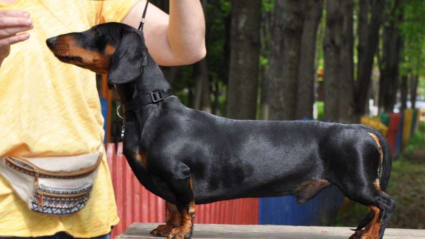 Ветеринар з Чернівців прославився на весь світ своїми співочими дуетами з чотирилапими пацієнтами (видео)