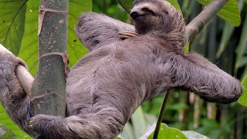 Американский ученый выявил ген лентяев