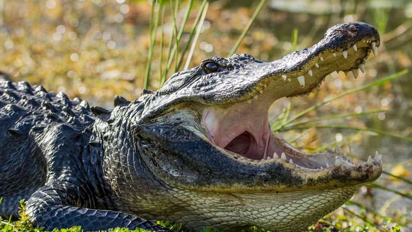 Чоловік героїчно врятував цуценя з пащі крокодила: момент потрапив на відео