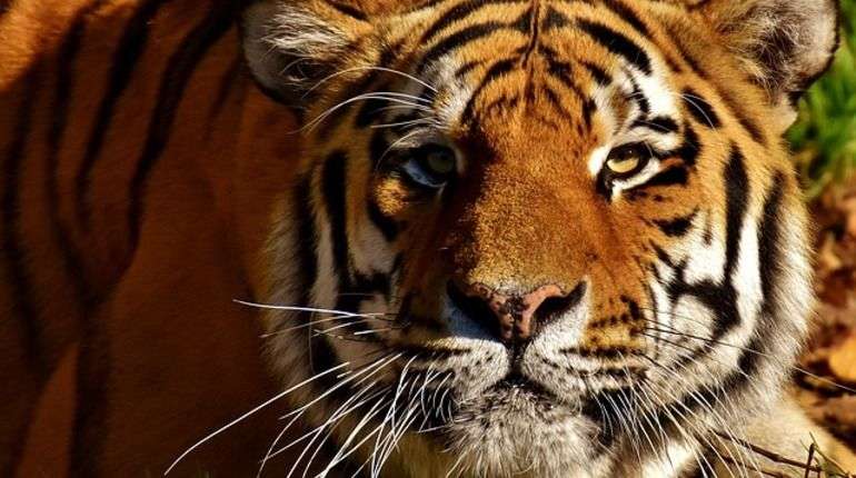 В Индии до смерти забили тигрицу, сбежавшую из заповедника 