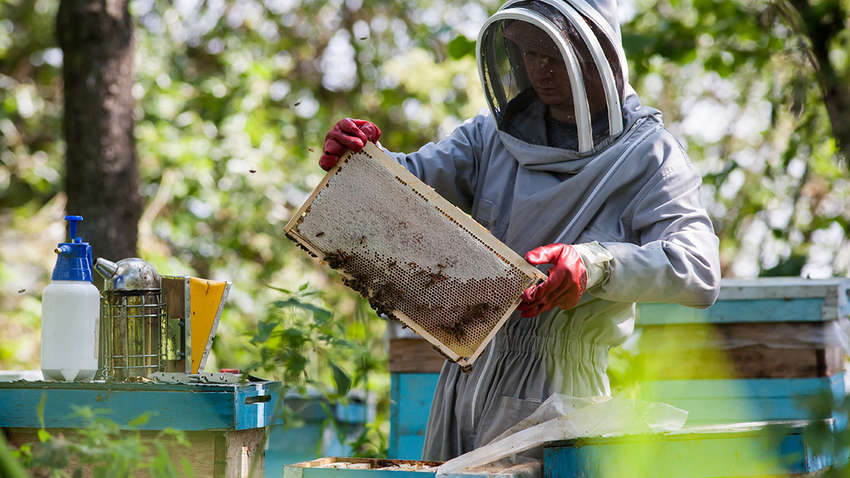 Бджоляр влаштував дегустації меду для ведмедів 