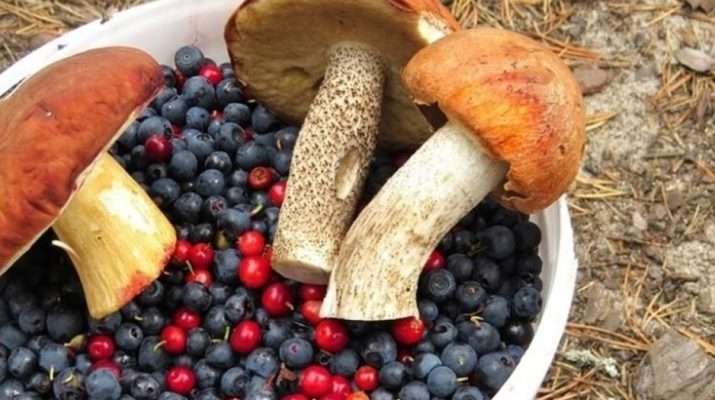 Эксперт: еще немного и нас ждет закон о 3 грибочках и 3 ягодках с реальным сроком в тюрьме