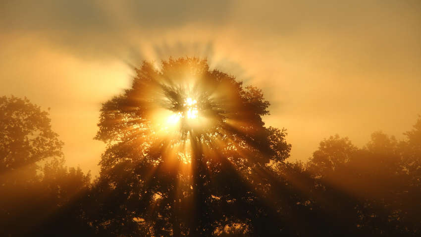 Вітамін D: 7 продуктів, які замінять сонячне світло