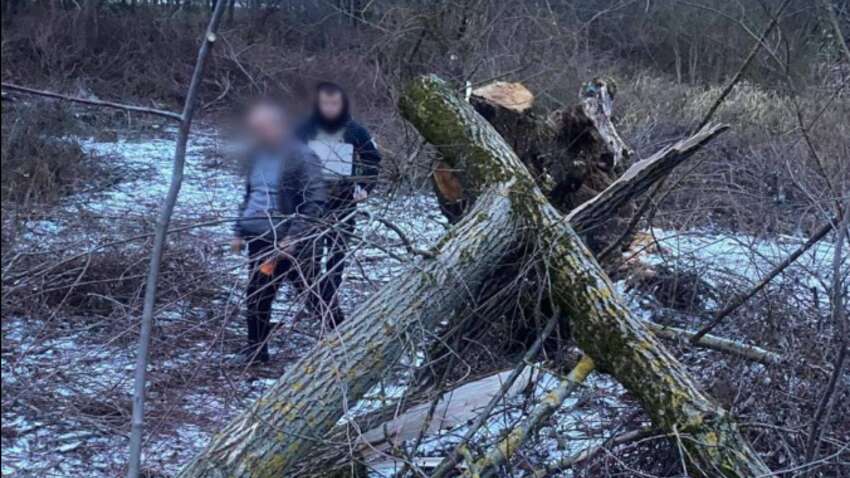 Смерть под собственным двором: в Закарпатье дерево раздавило 8-летнего ребенка — шансов не было