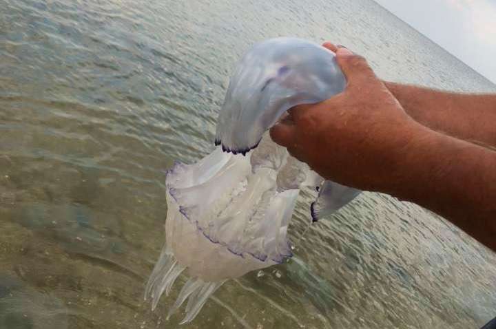 Через Керченській міст в Азовському морі вимерли медузи-корнероти