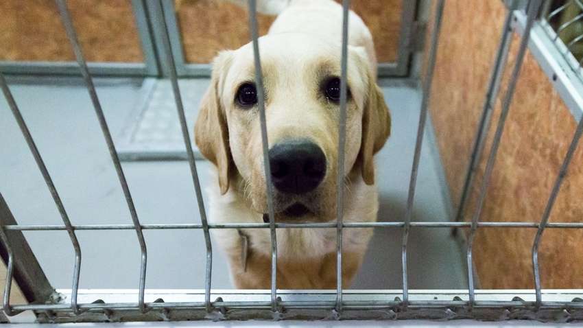 У Сеулі закрилися останні магазини собачого м'яса