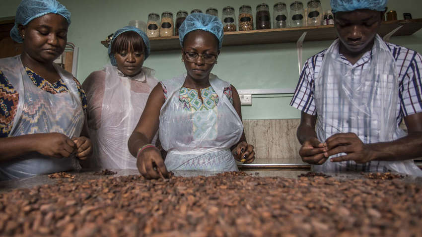 Не только шоколад: в Африке придумали новый способ применения какао