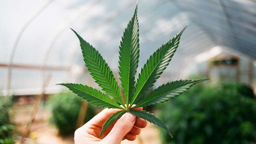 РНБО закликала до легалізації канабісу