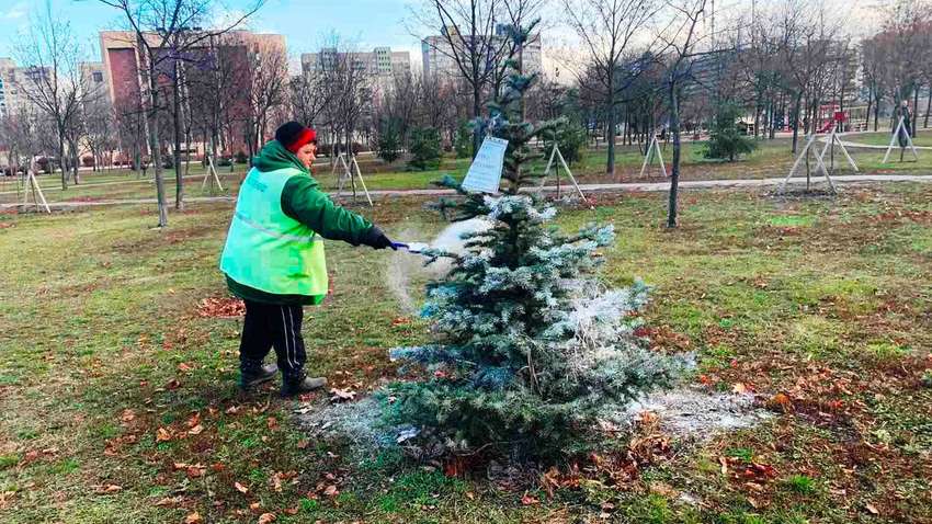 Боротьба з українською жадібністю: як в столиці перешкоджають незаконній вирубці ялинок у парках Боротьба з українською жадібністю: як в столиці перешкоджають незаконній вирубці ялинок у парках