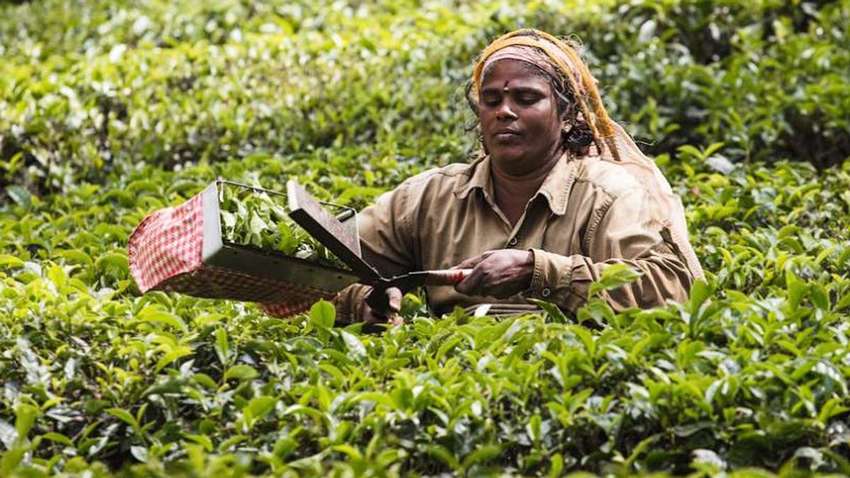 Фотограф показал, как выращивают чай в Индии Фотограф показал, как выращивают чай в Индии