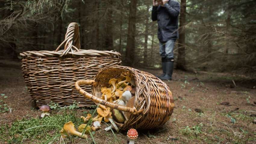 У Львові чоловіка шукали у лісі: де він опинився