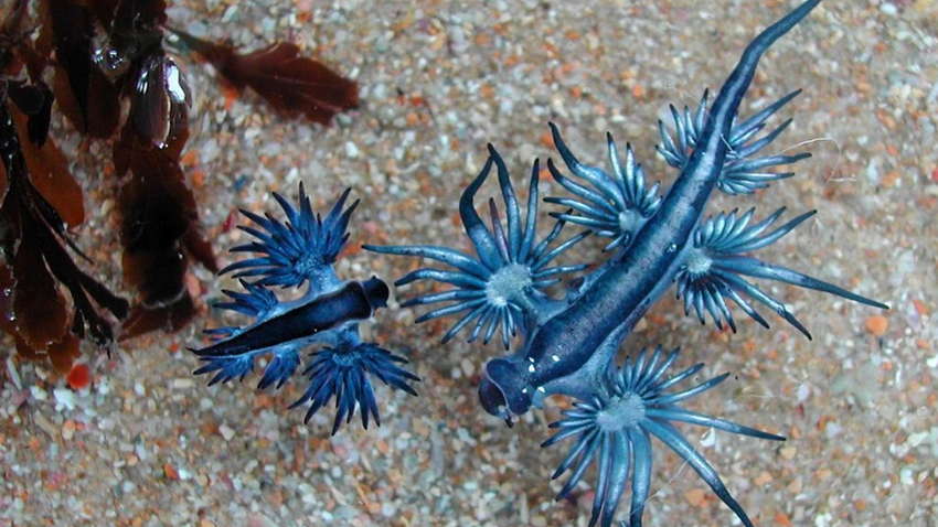 Екзотичних блакитних драконів помітили біля узбережжя США