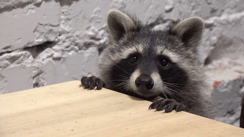 Мережу розсмішила історія про єнотів, які зухвало захопили банк Мережу розсмішила історія про єнотів, які зухвало захопили банк