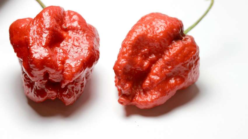 Назван самый острый соус в мире, вызывающий паралич  Назван самый острый соус в мире, вызывающий паралич