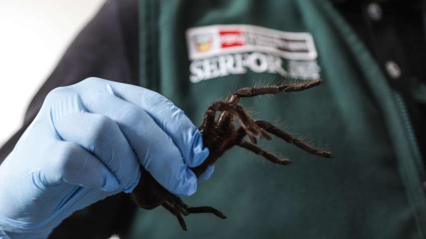 В аеропорту Перу затримали небезпечного пасажира: він перевозив на собі 325 живих тарантулів