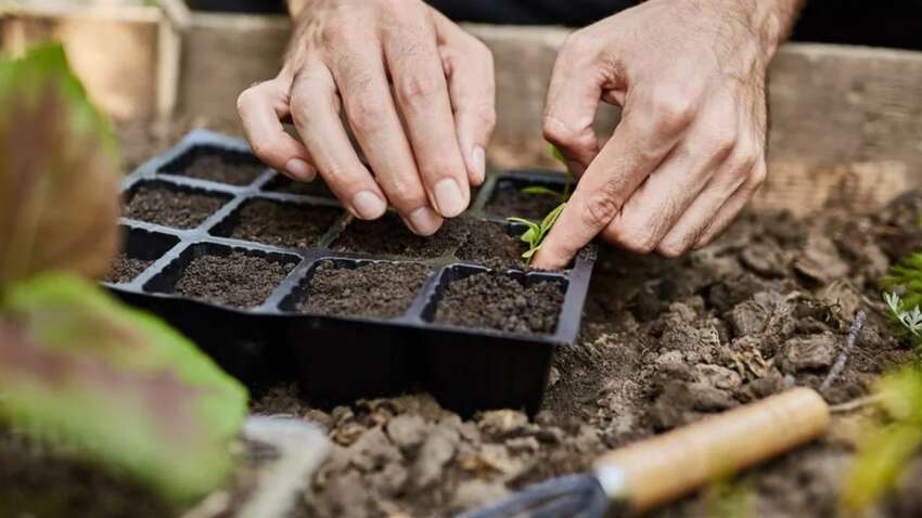 Посівний календар на весну 2025: корисні поради, які ви не знали