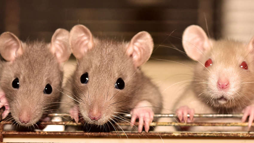 Зачем австралийские ученые щекотали крыс на протяжении месяца