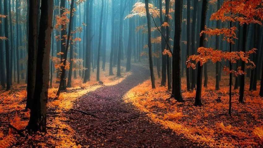 Страшно красиво: п'ять найзагадковіших лісів планети