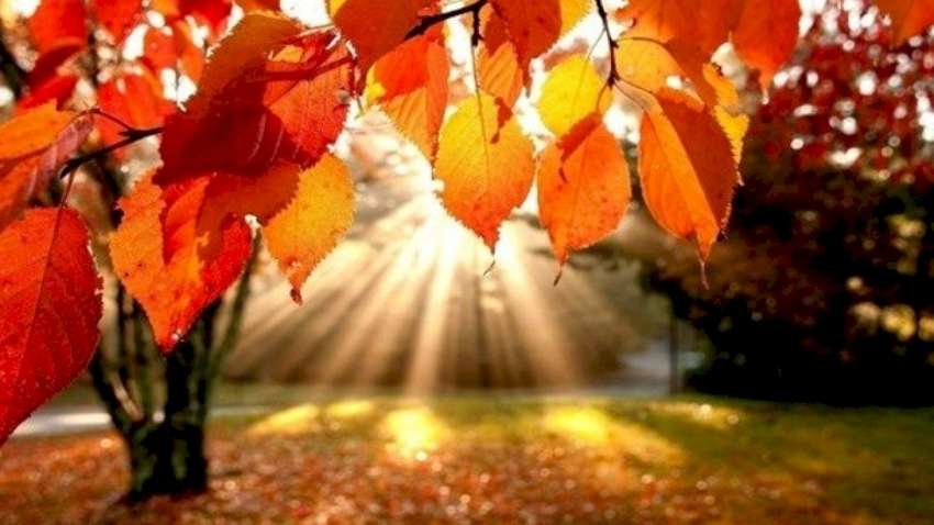 "Всю неделю - "бабье лето": синоптики порадовали украинцев прогнозом 