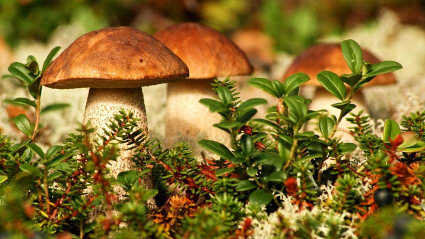 Вживання грибів може знизити ризик раку простати