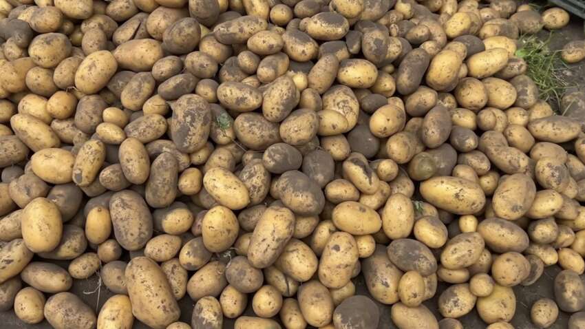 Урожай и вкус будут долго удивлять: назван лучший сорт картофеля в 2026 году 