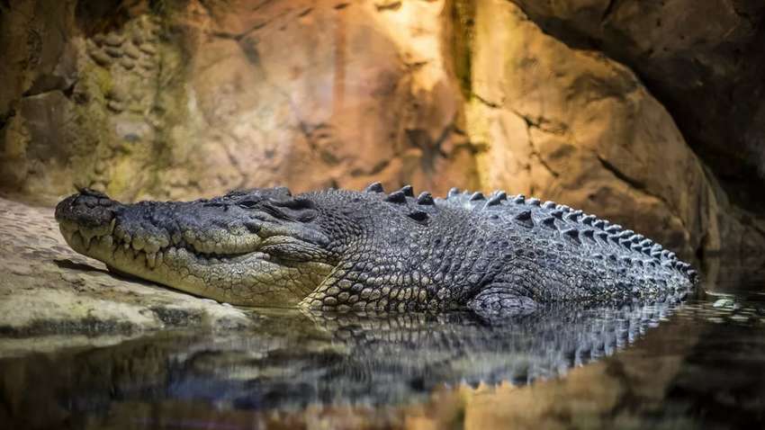 В США аллигатор напал на смотрительницу террариума: едва не оторвал руку на глазах у детей (ВИДЕО)