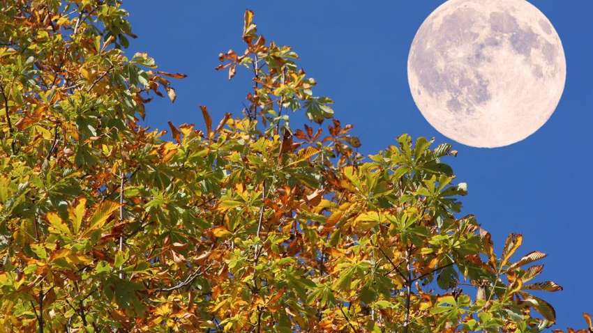 Дні для релаксу і любові до себе: місячний прогноз на 12-13 листопада