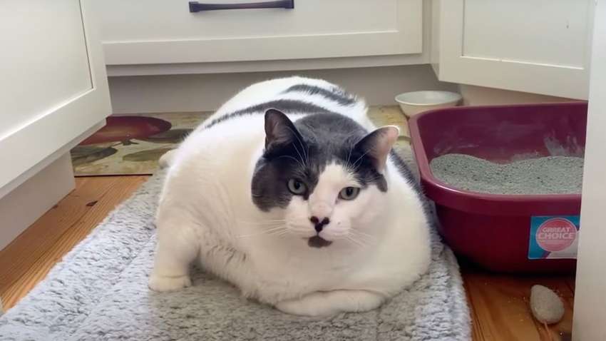 Найтовстіший у світі американський кіт Патчі, сів на дієту, - Washington Post Найтовстіший у світі американський кіт Патчі, сів на дієту, - Washington Post