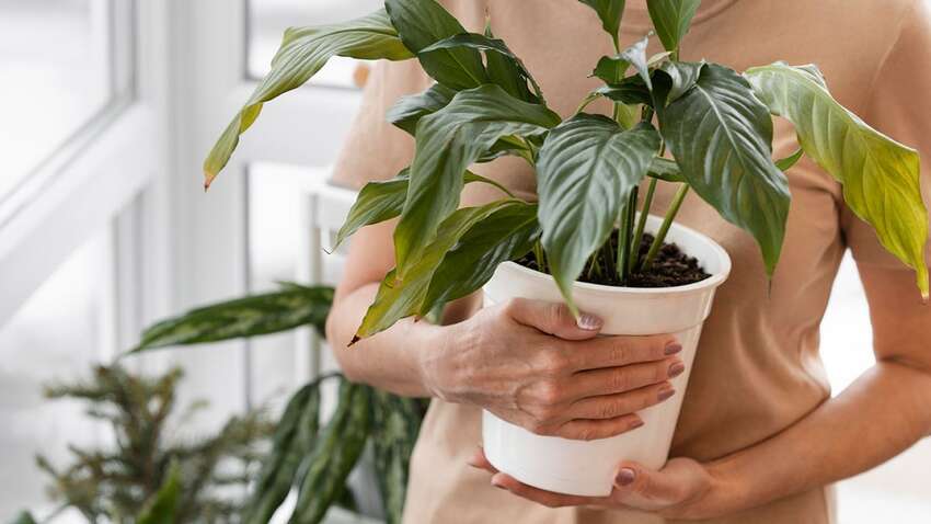 Природні борці з пліснявою: топ-3 рослини для вашого дому