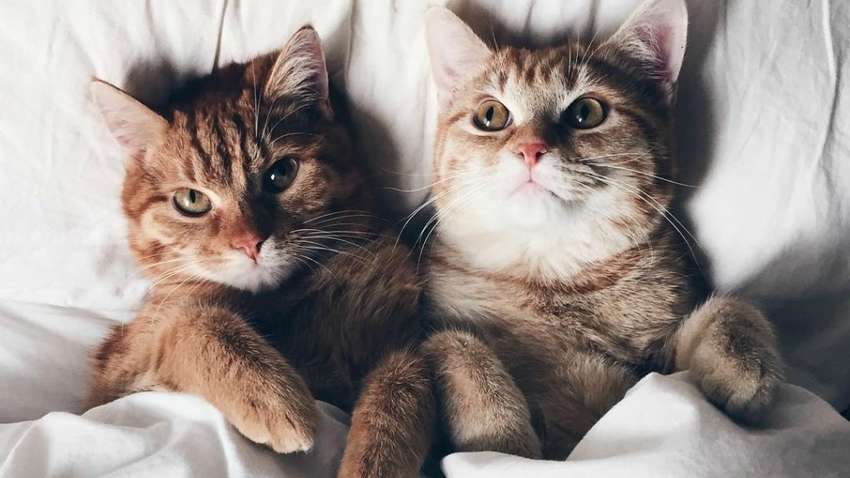 Українські зірки і коти: нове опитування видання «Коментарі»