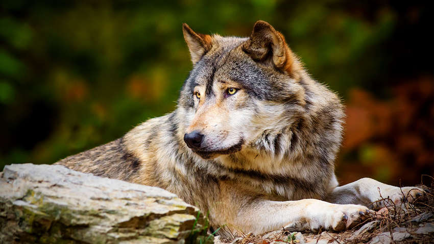 Навчися вити і будь терплячим: ключові особливості полювання на вовка