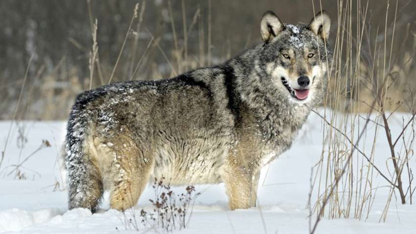 Нове відкриття вчених поблизу Чорнобиля: це може допомогти у боротьбі з раком