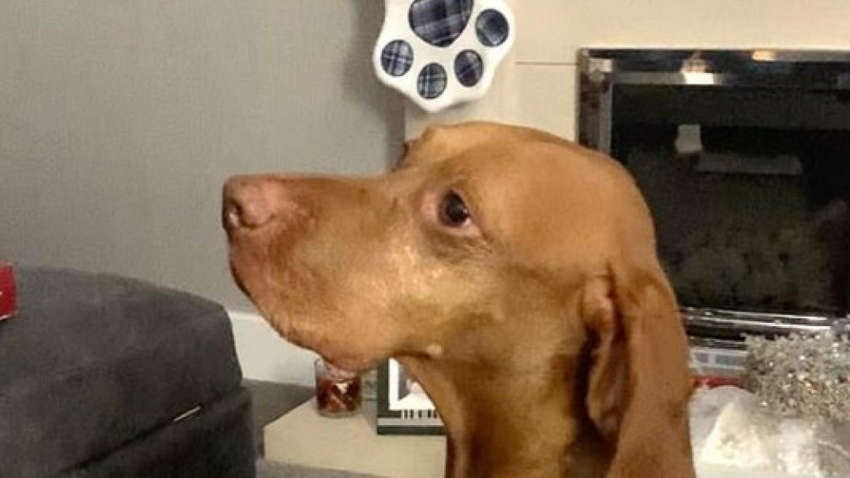 Свято наближається: пес влаштував істерику через подарунок на Різдво