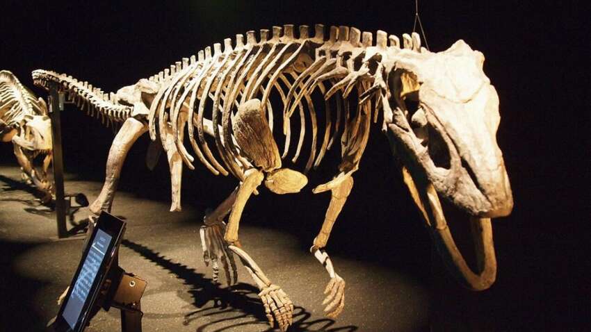 Ученые нашли древнего "крокодила", ходившего на двух ногах