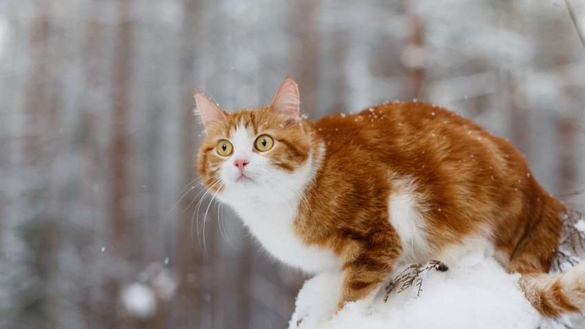 Почти весна: в Украине ожидается переменная погода