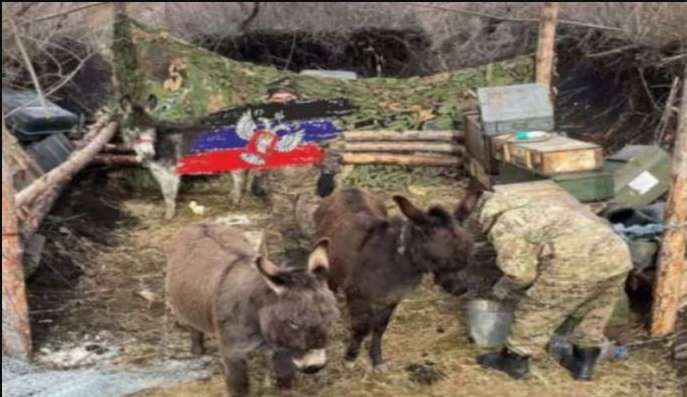 Росіяни притягли на фронт ослів: для чого вони знадобилися